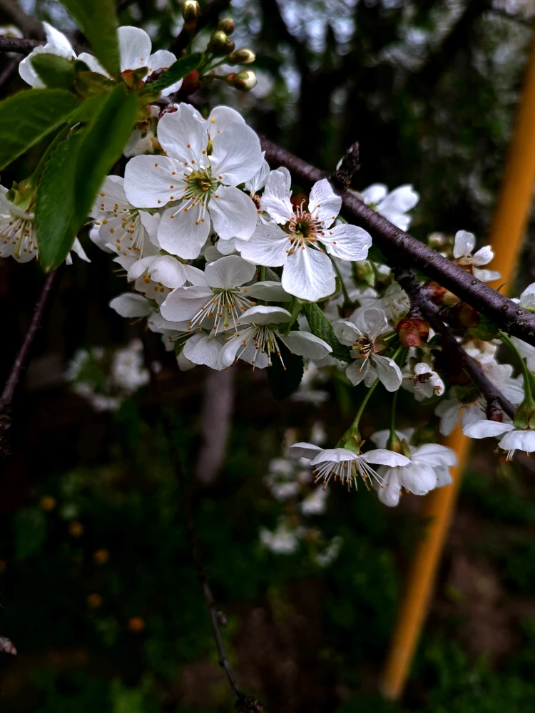 Фото загрузил Marina Vladimirovna