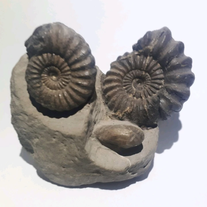 Bild hochgeladen von Herbert = ᚺᛖᚱᛒᛖᚱᛏ