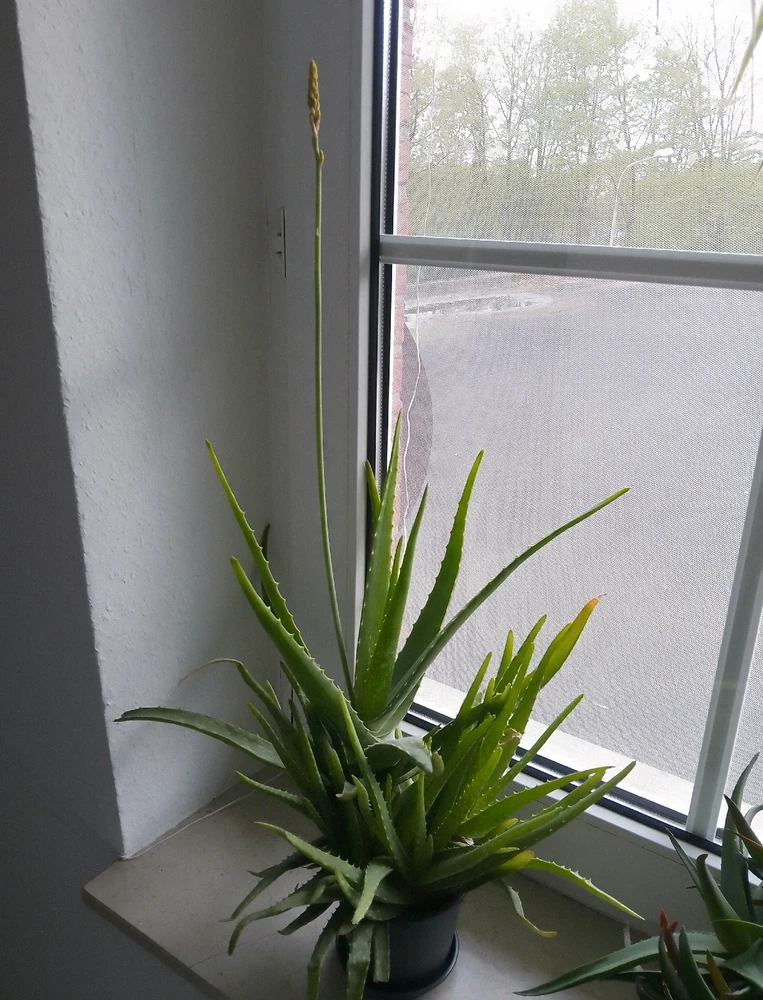 Bild hochgeladen von Herbert = ᚺᛖᚱᛒᛖᚱᛏ