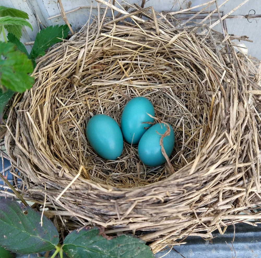 Third time's a charm 😉🐦