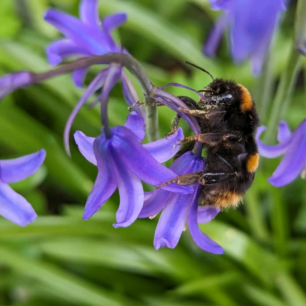 Found a bee exhausted and unable to fly so put them on a flower so they could get some pollen and energy back
