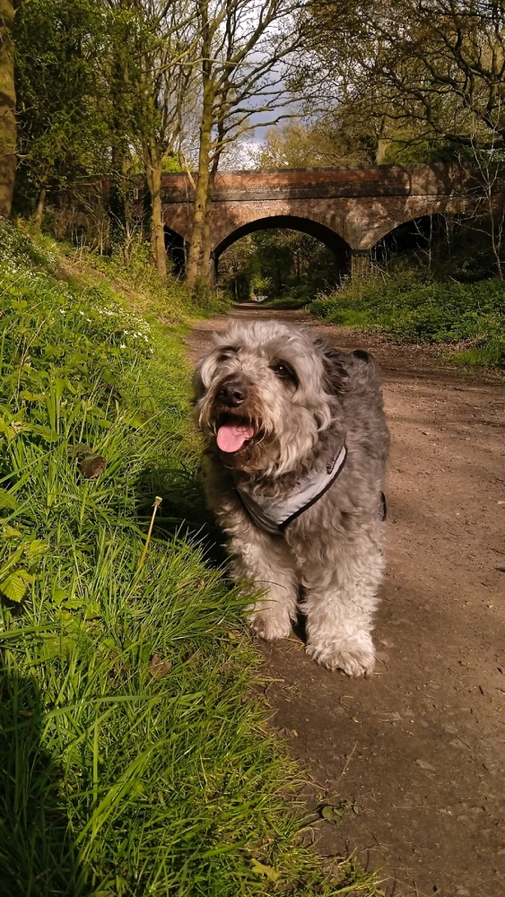 A grey dog nearby a green area on a trail, with trees and a bridge on the background 