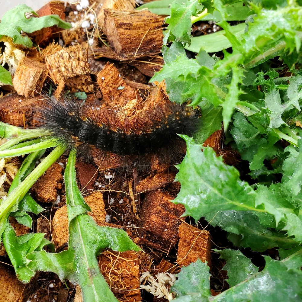 Salt marsh caterpillar
