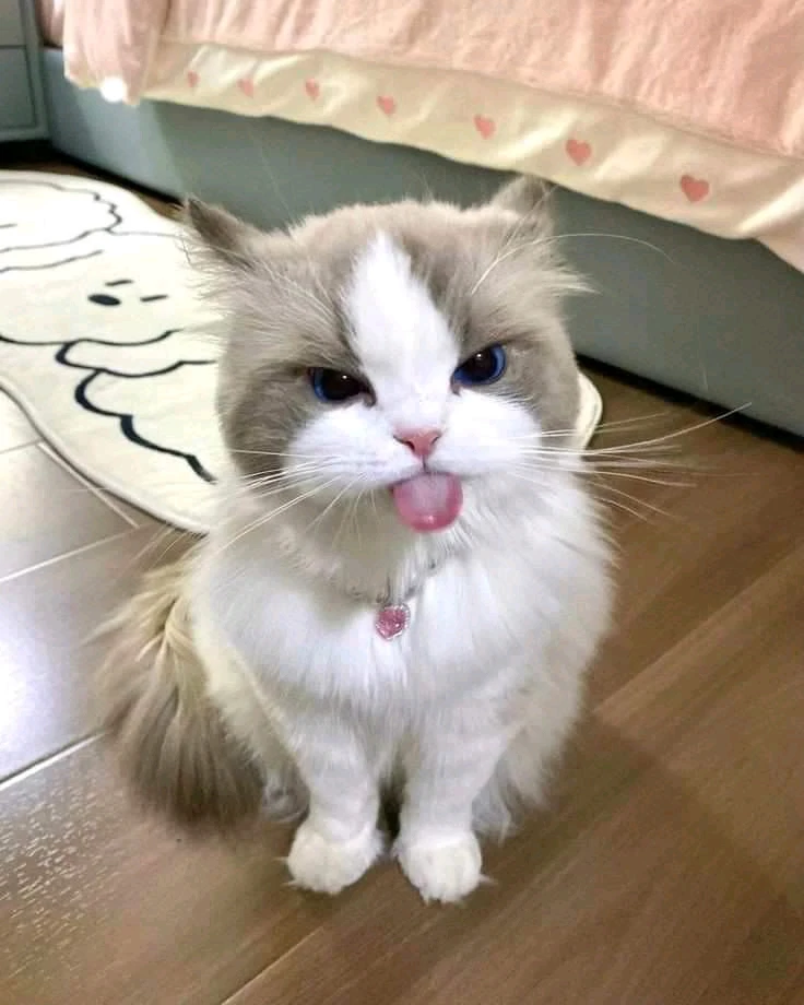 Image uploaded by HIRONO