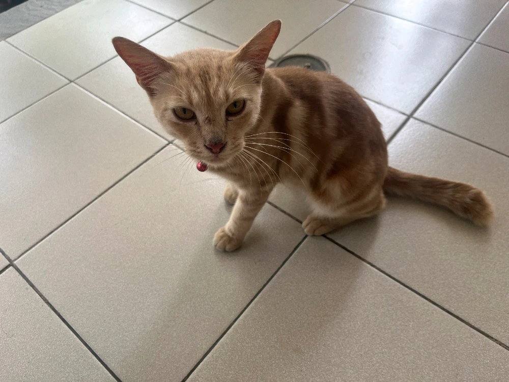 Image uploaded by Mulya