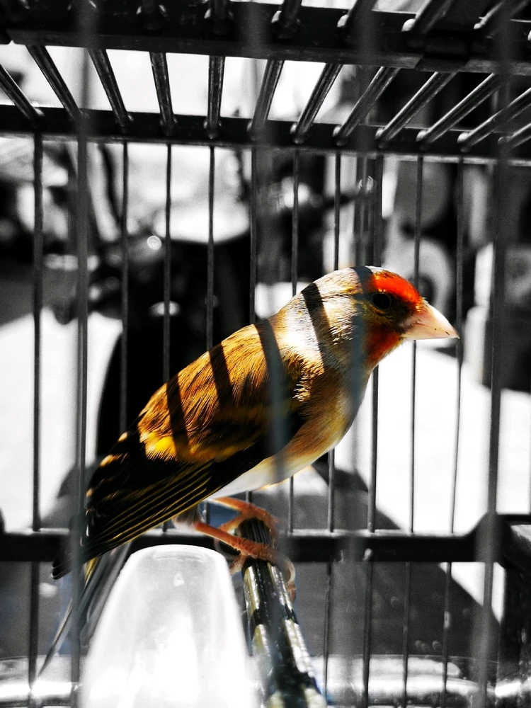 Image uploaded by Med vandetta nait