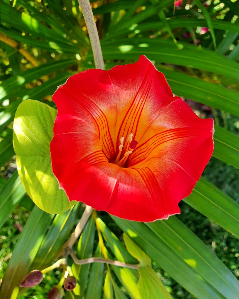 Imagem enviada por Douglas