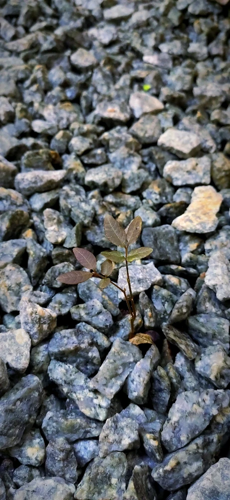 Ảnh do Đức tải lên