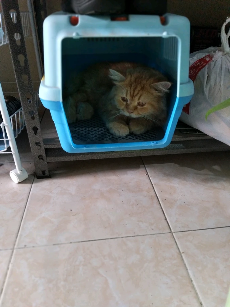 Kucing oren. Si pendiam, tidak bisa mengeong, super jinak, takut dengan suara keras (petir, kendaraan, barang jatuh), clingy.