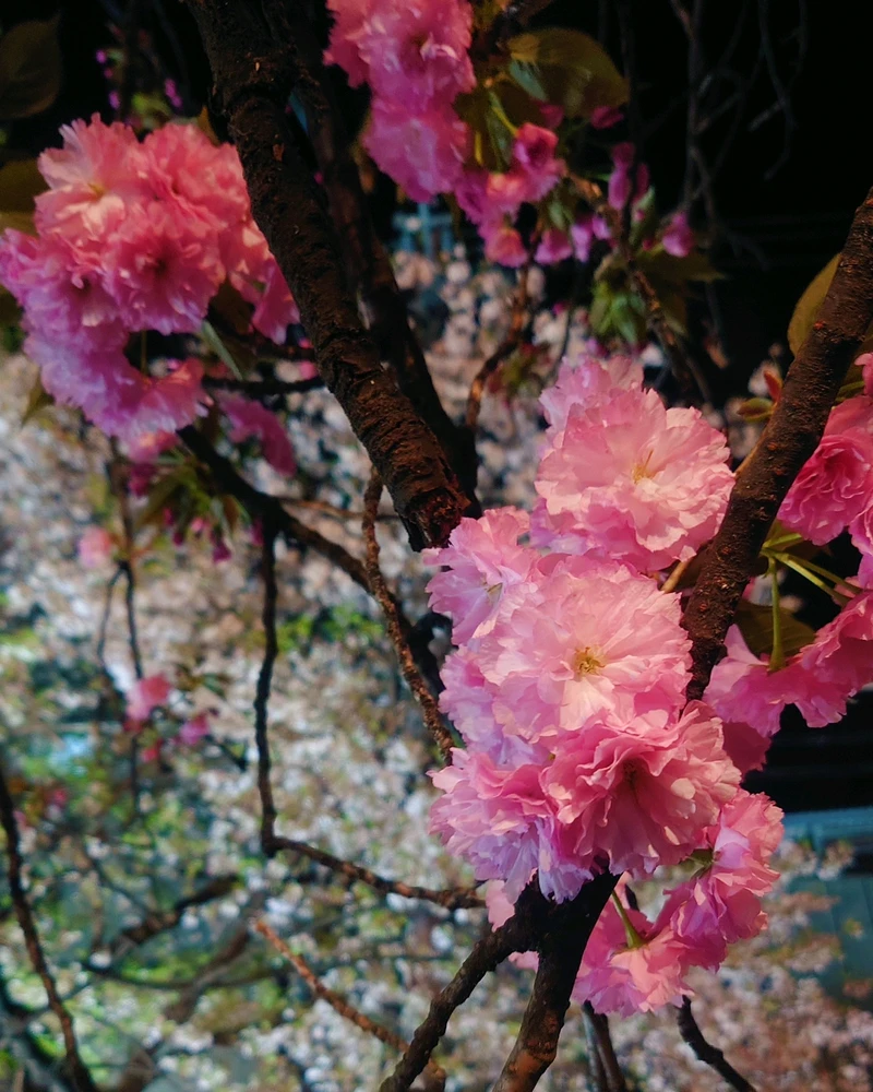 Image uploaded by Zi