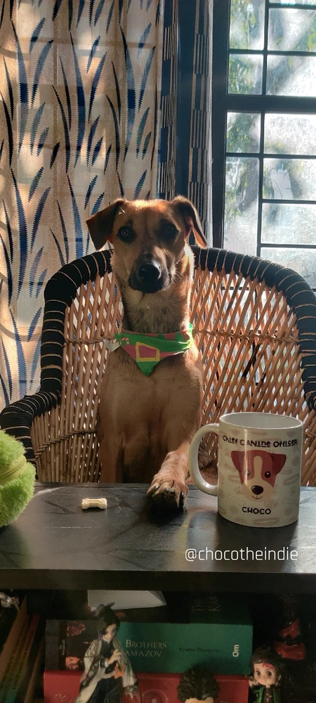 A dog recently being promoted to the post of CCO.