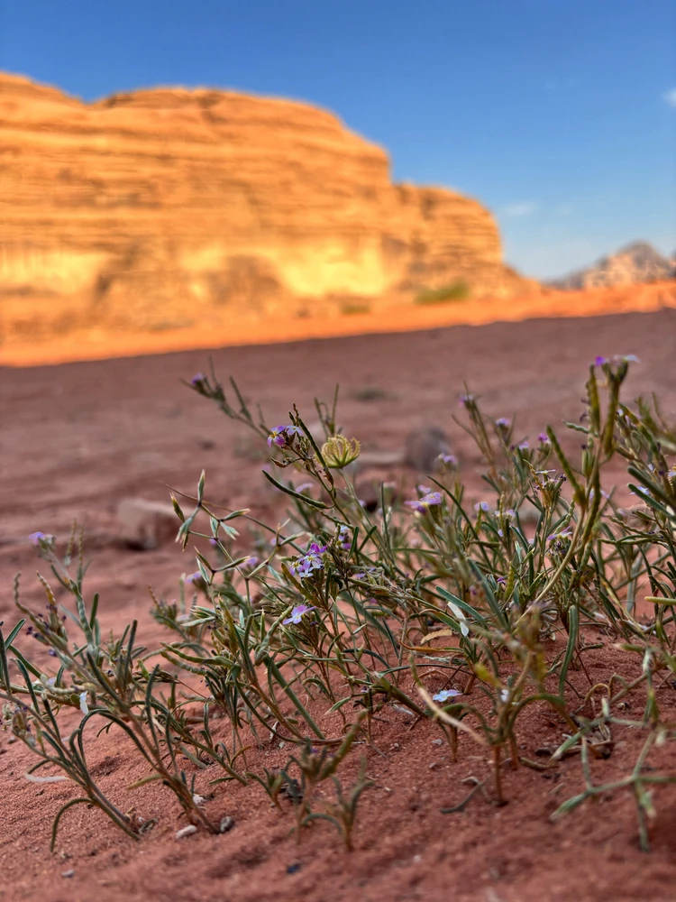 Viktória által feltöltött kép
