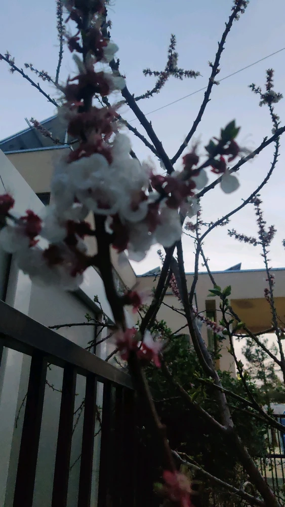 Image uploaded by Hassan