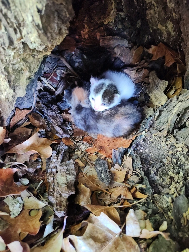 Image uploaded by Krysta