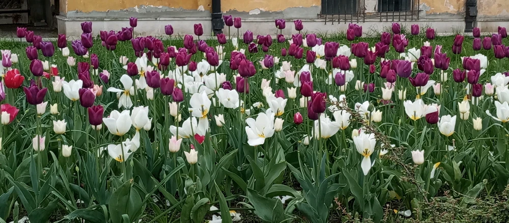 Image uploaded by Jhenifer