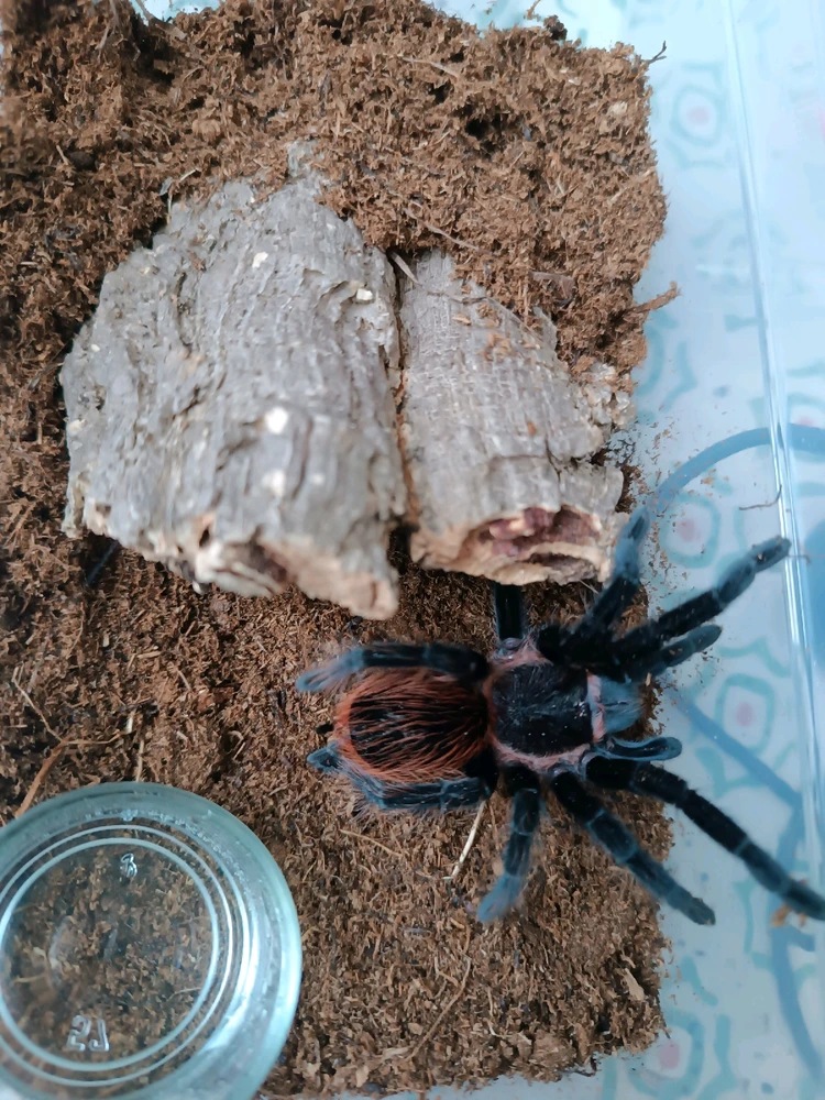 Obrázek nahrál Demonicas