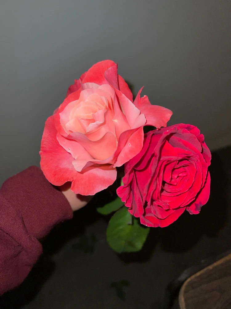 تصویر آپلود شده توسط Krystle
