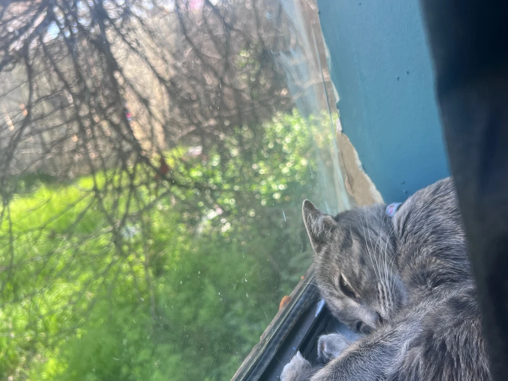 Imazhi u ngarkua nga Roy