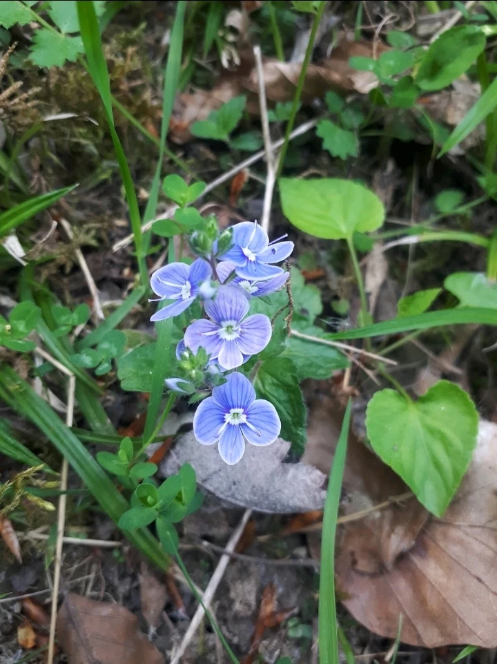 Bild hochgeladen von Herbert = ᚺᛖᚱᛒᛖᚱᛏ