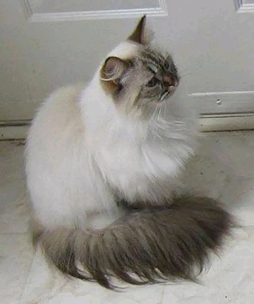 Image uploaded by Shaul