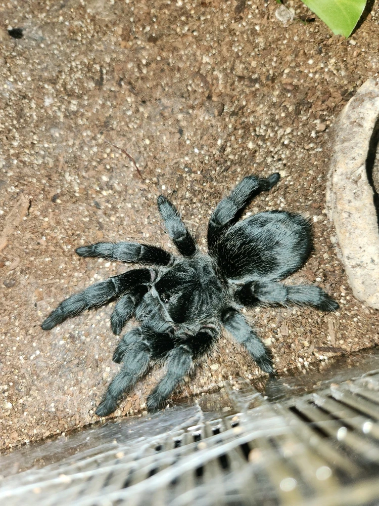 Image uploaded by Chad