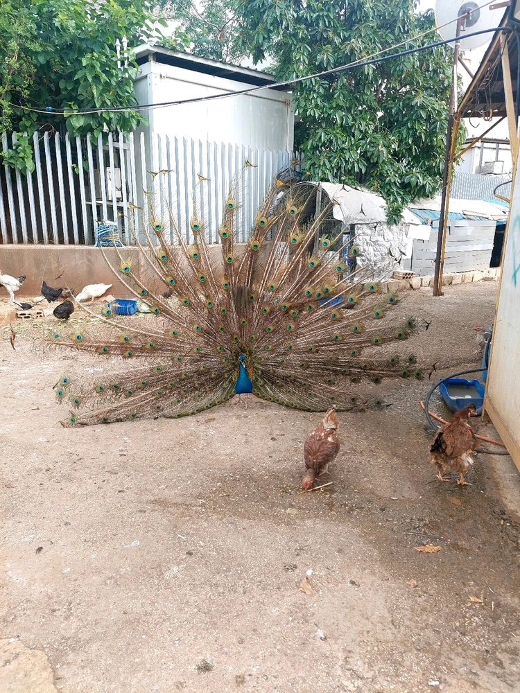 Image uploaded by Memo