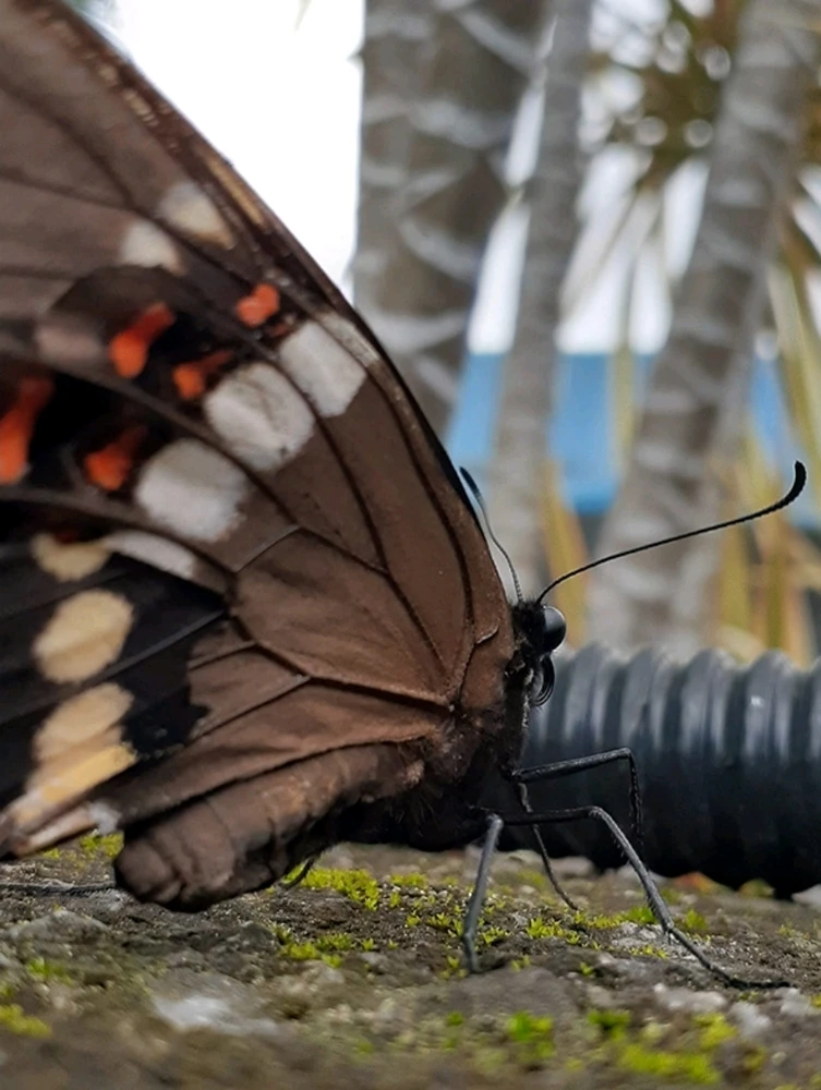 Imagem enviada por Nise