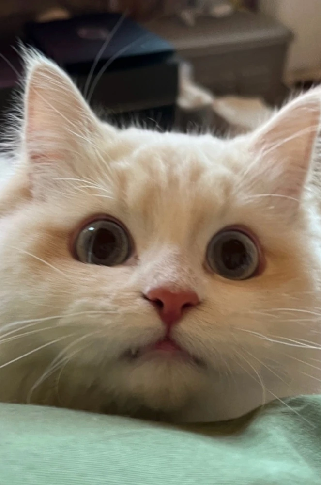 Image uploaded by Kun