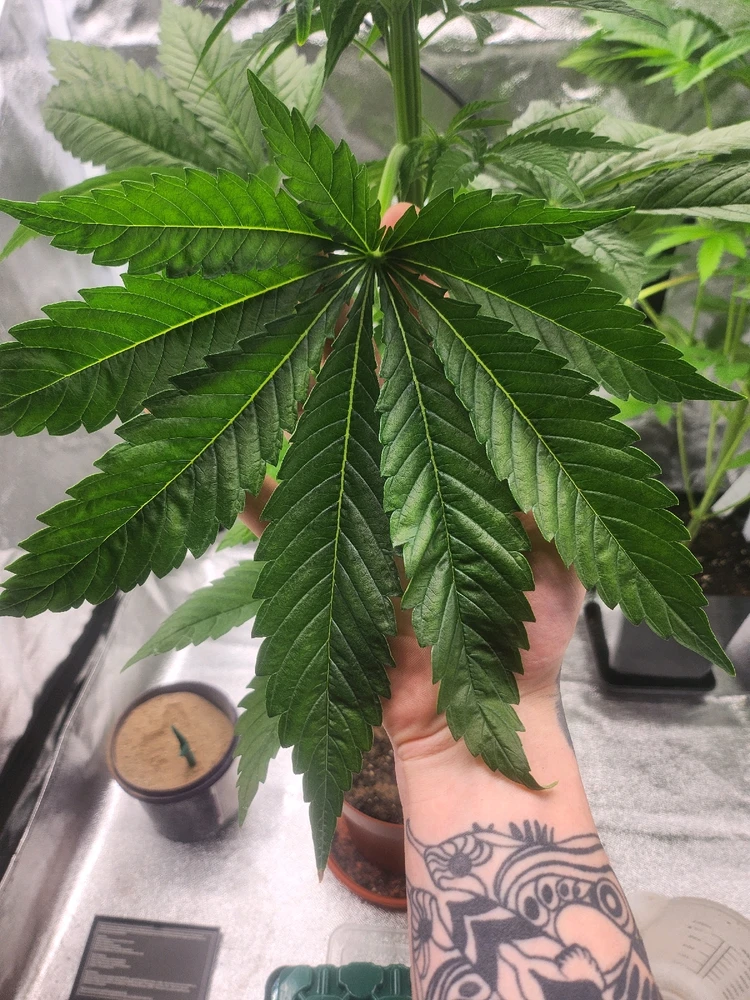 Bild hochgeladen von Joshua