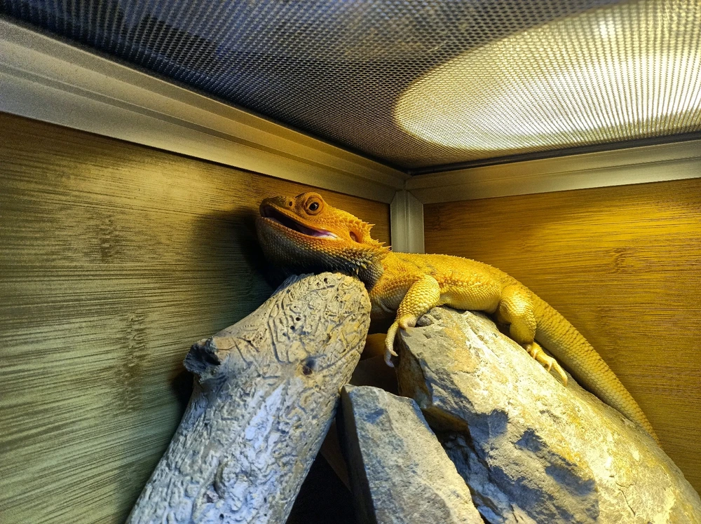 Image uploaded by Jonathan