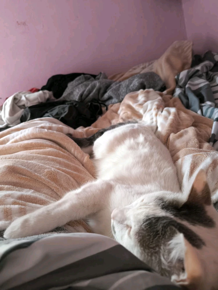 Image uploaded by Francisco