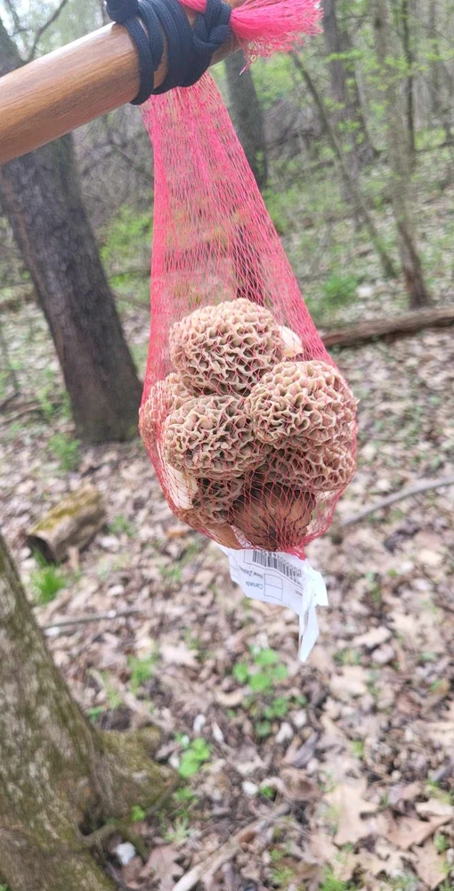 Image uploaded by Joe