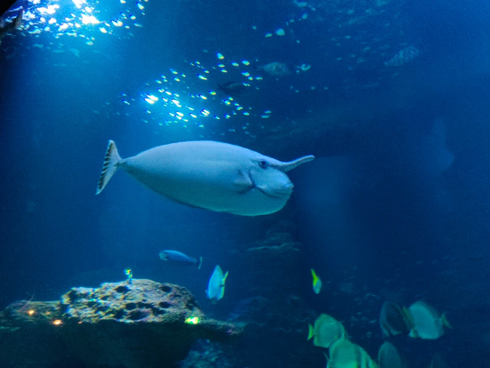 Image ajoutée par Polo