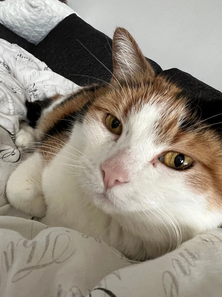 a photo of the cutest tri-color kitty in the world, lying down on a couch and looking cute as ever