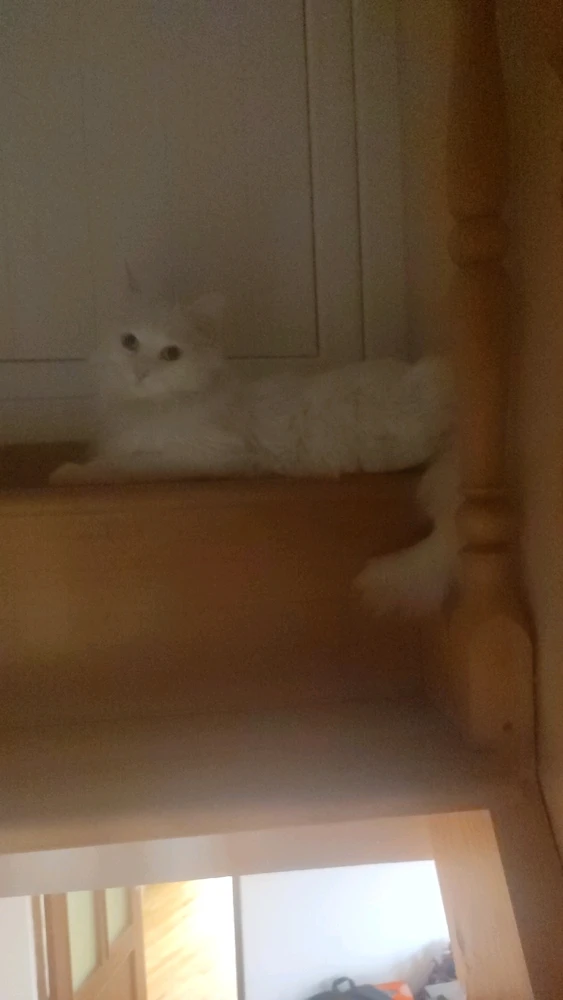 Tigran վերբեռնած նկար