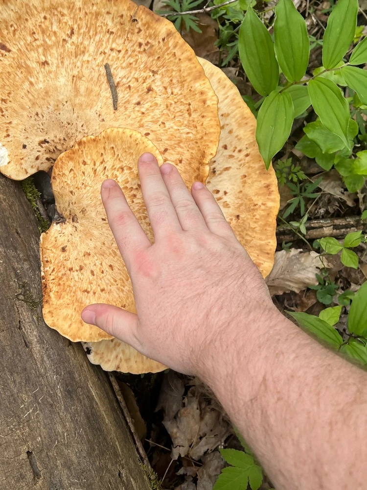 Image uploaded by Keion