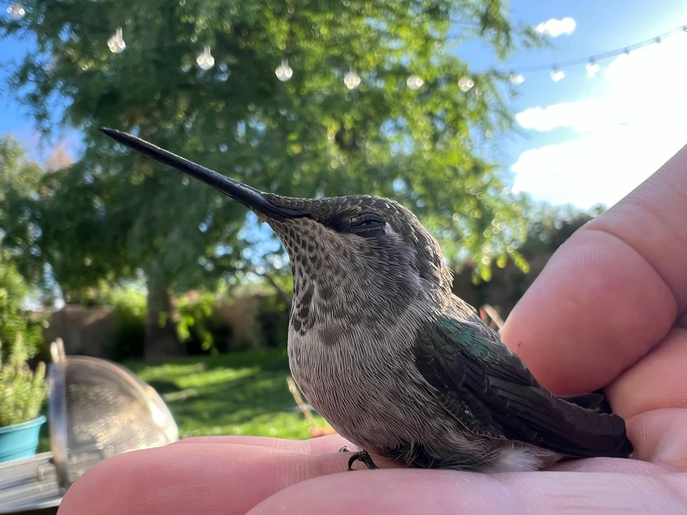 Humming bird resting in hand