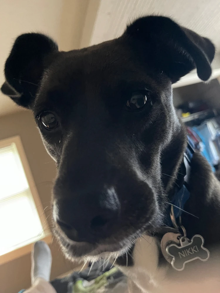 My dog Nikki