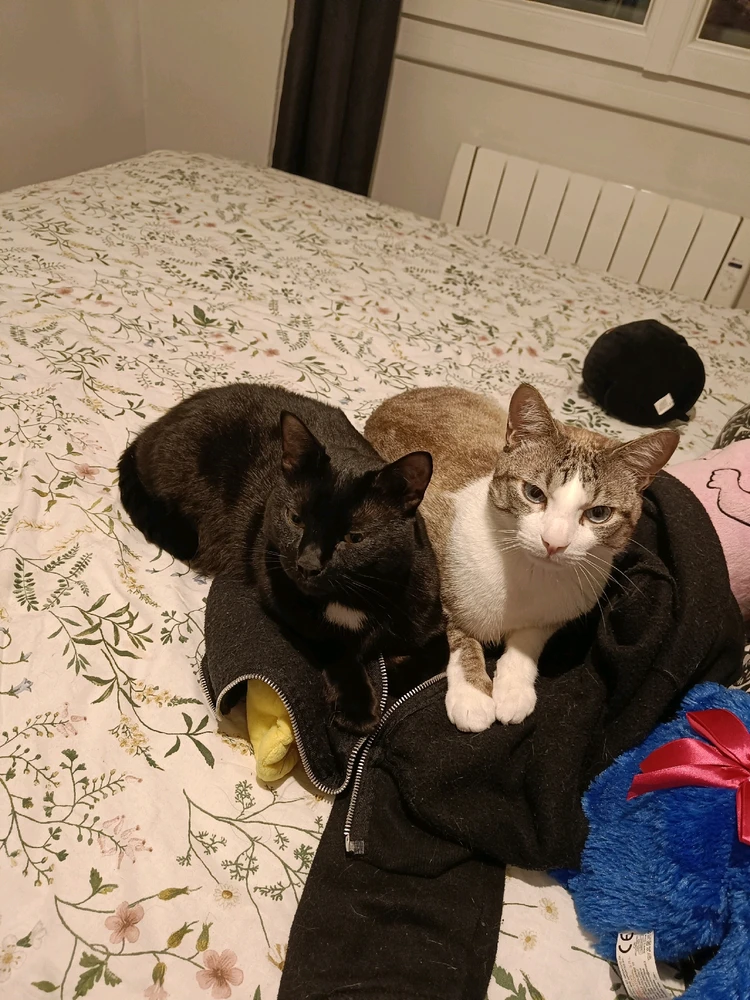 Image ajoutée par Riyad