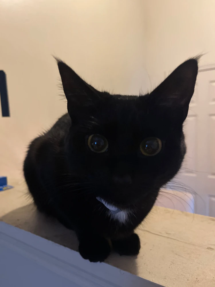 Gambar diunggah dening Ashton