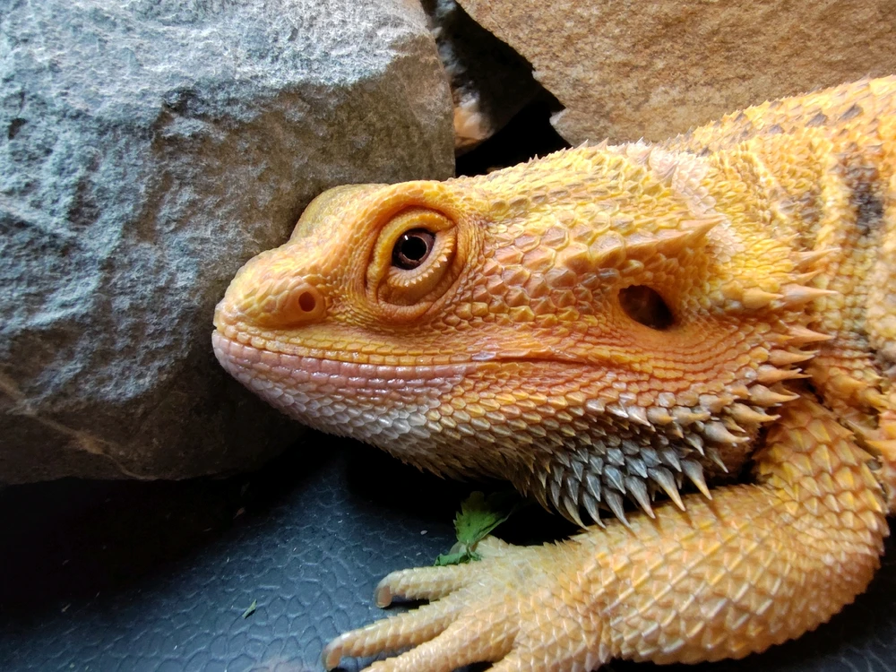 Image uploaded by Jonathan