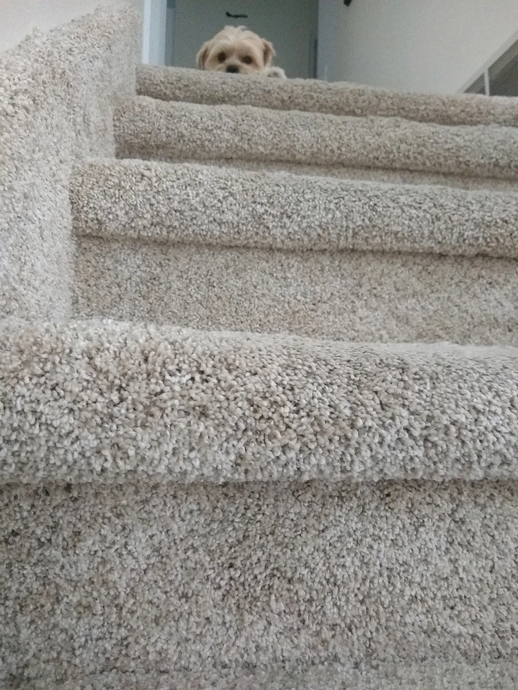 A picture of a dog's head and single paw peeking out over the top stair. 