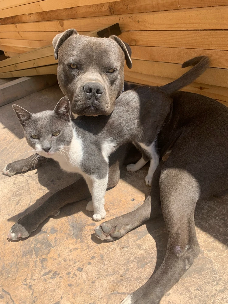 Image uploaded by Stanimir