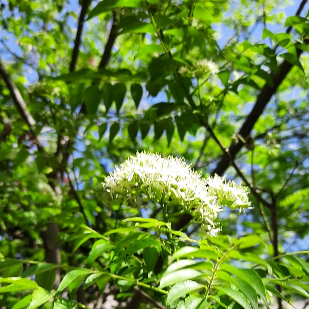 Image uploaded by Ruchi Sehgal