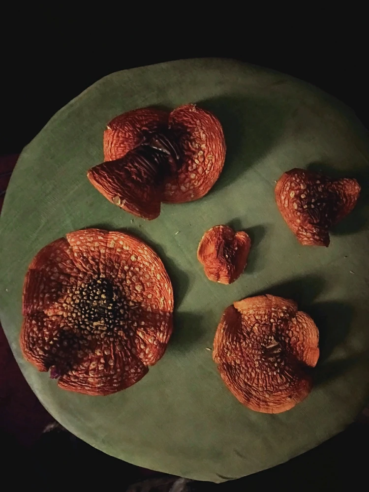Amanita Muscaria Biscuits