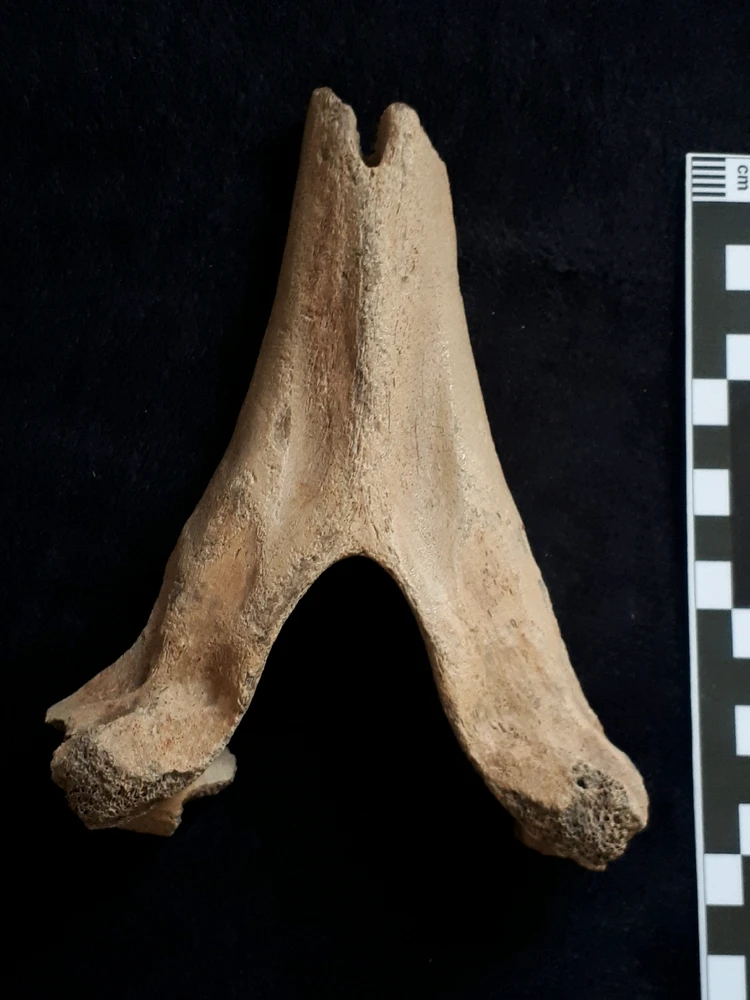 Bild hochgeladen von Herbert = ᚺᛖᚱᛒᛖᚱᛏ