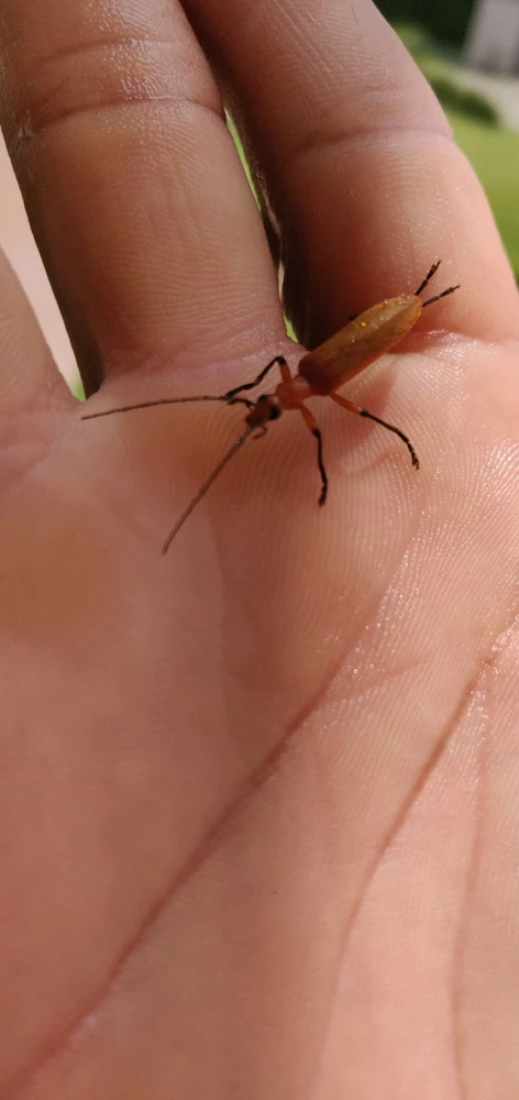 Imagem enviada por Junior