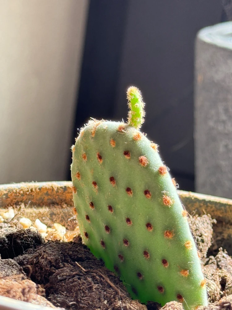 Afbeelding geüpload door Cedric