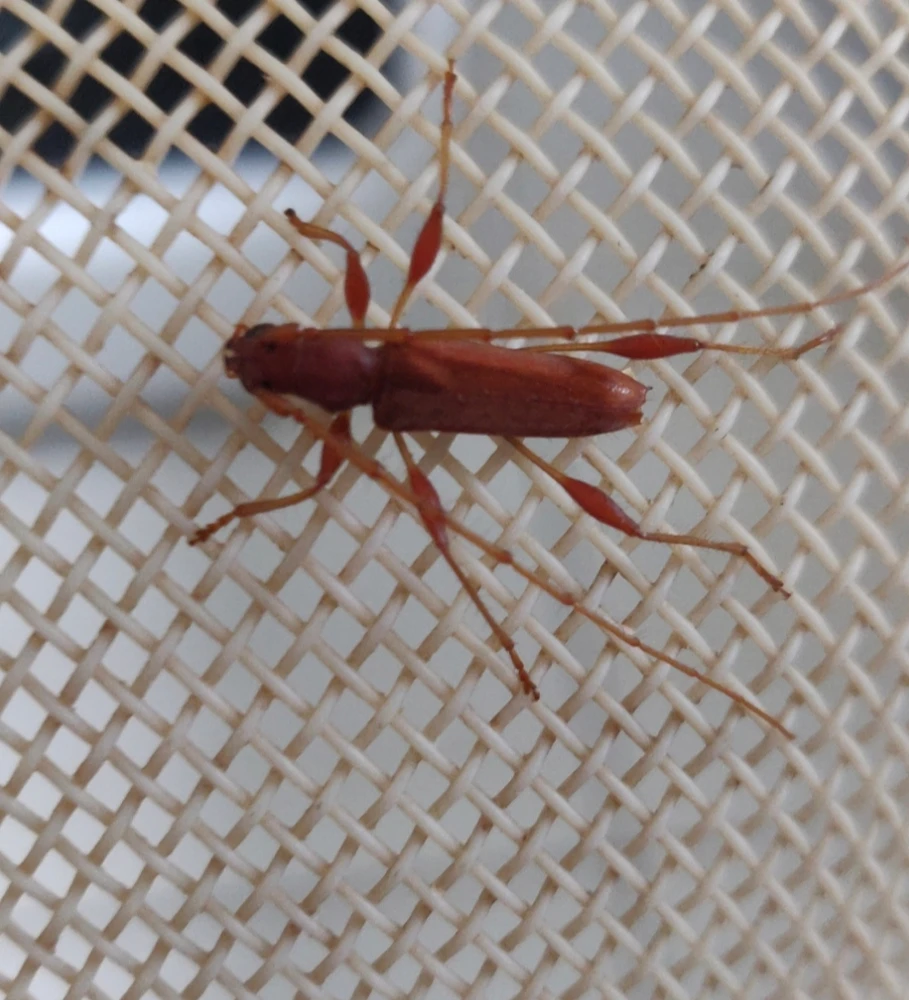 Imagem enviada por Junior