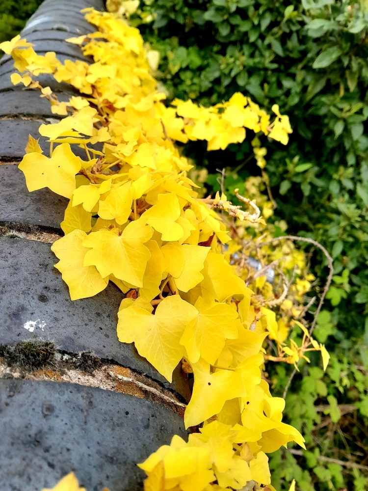 Image uploaded by TᕔꕷᙁĬᙏ ᕓꗛRꗞᙁĬᙅᕔ